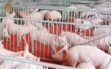 养殖污水处理解决方案